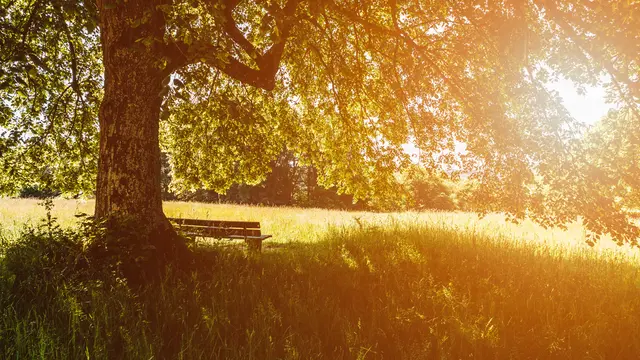 Sitzbank unter Baum im Sonnenschein